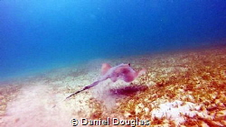 Dasyatis Kuhlii @ Kapas Island, Malaysia by Daniel Douglas 